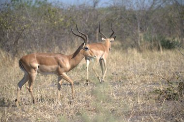 Impala, Afrika savanasında Kenya Ulusal Parkı 'nda.