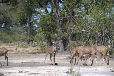Parktaki bir geyiğin yakın plan fotoğrafı.