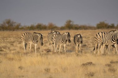 Afrika savanasının savanasında zebralar