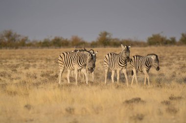 Zebralar Namibya 'daki Etosha Milli Parkı' nda