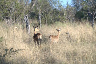 Kenya bozkırında vahşi bir kadu.
