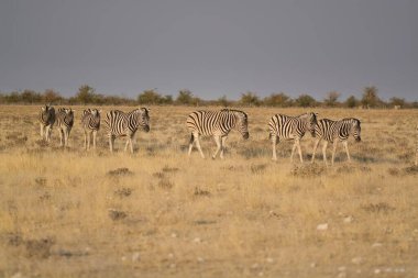 Etoşa Ulusal Parkı 'nda bir grup zebra.