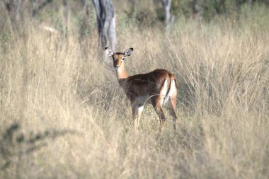 a female deer in the wild