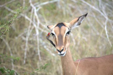 Afrika çalılarının ulusal parkında dişi impala, Kenya