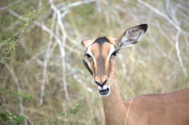İmpala Güney Afrika 'daki Kruger Ulusal Parkı' nda.