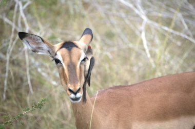 İmpala vahşi doğada