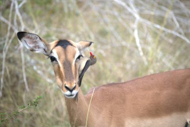Afrika bozkırında dişi antiloplar