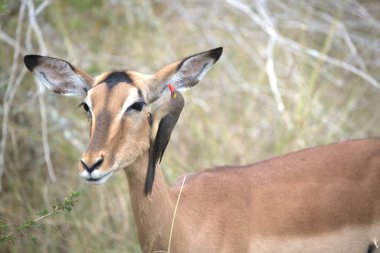 Ulusal parktaki bir tarlada dişi bir ceylan.