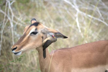 Beyaz arka planda genç bir dişi geyiğin yakın plan fotoğrafı.