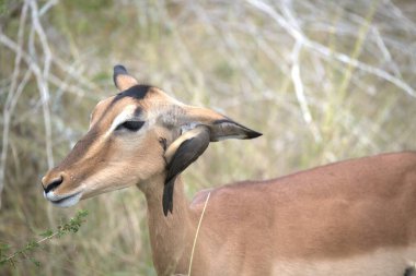 Genç dişi antilop ormanda.