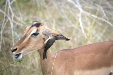Dişi kudu (tragelaphaphus gelus) ).