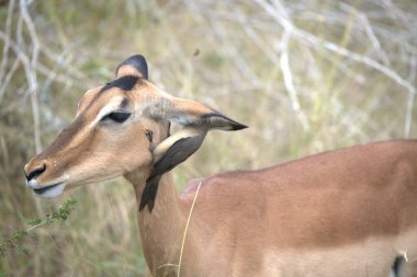 Sevimli bir antilobun yakın plan çekimi.