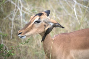 Vahşi doğadaki dişi antilopların yakın çekimi.