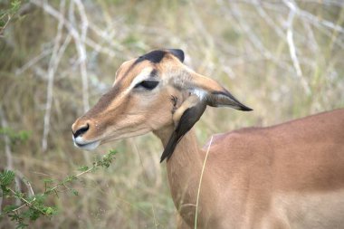 Kenya savanındaki dişi kuantiloplar