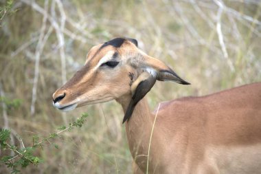 Ormanda bir dişi geyiğin yakın çekimi.