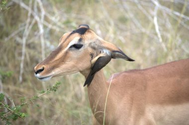 Genç dişi antiloplar vahşi doğada.