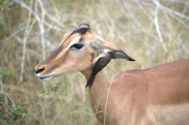 Çimenlerdeki dişi kudu