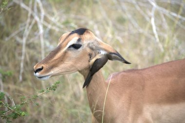 Hayvanat bahçesinde genç bir geyiğin yakın çekimi.