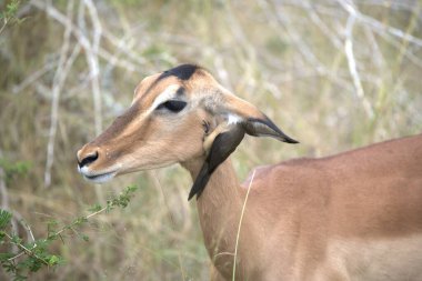 Dişi ceylanın portresi (ceragelaphus melampus ).
