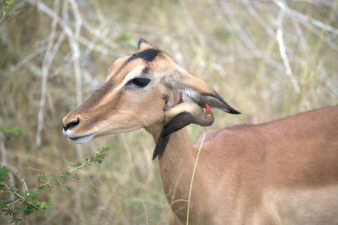 Çayırda boynuzları olan bir erkek boğa.
