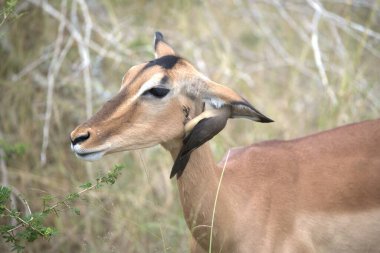 Çimenlerdeki erkek impalanın portresi.