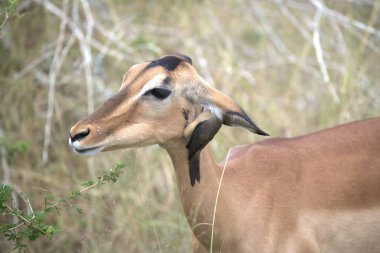 Güney Afrika 'daki Kruger Ulusal Parkı' nda kadın İmpala.