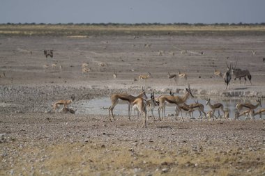 Savanadaki bir grup vahşi geyik