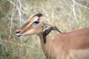Parktaki vahşi kadın kudu..
