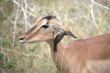 dişi kudu (gelaphus sigelaphus )