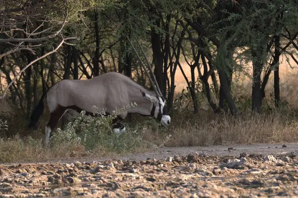 Afrika bozkırında zebra