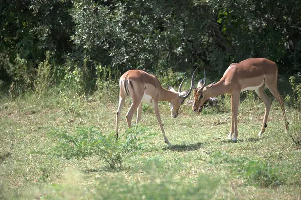 Vahşi doğada geyik