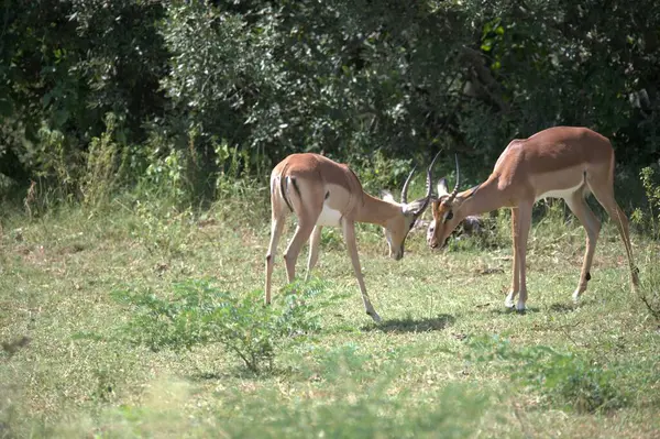 Vahşi doğada iki genç geyik