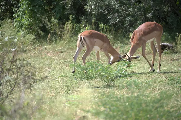 Ormanda bir keçi sürüsü
