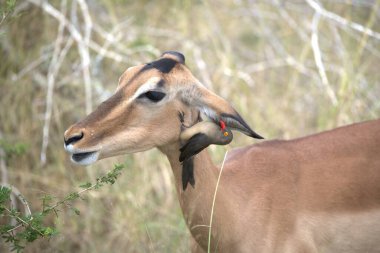 Parktaki dişi antilopların portresi.