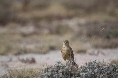 Kırmızı kuyruklu kartal (buteo cunicus) doğal ortamında
