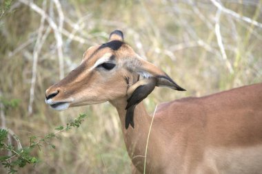 Gündüz vakti ormanda dişi bir boğanın yakın plan çekimi.