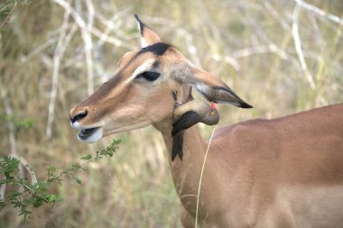 Güney Afrika 'daki Kruger Ulusal Parkı' nda kadın İmpala..