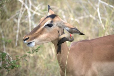 Yeşil arka planda dişi antiloplar.