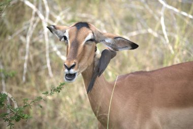 Impala Kruger Milli Parkı'nda Güney Afrika