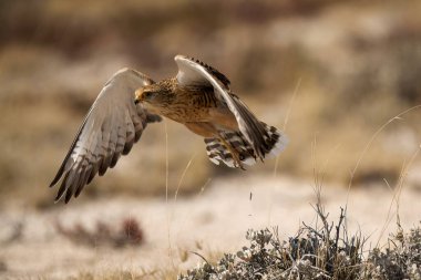 Kartal vahşi doğada