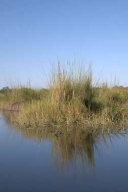 Ormanda nehri olan güzel bir manzara.