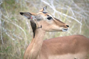 Tarlada bir dişi geyiğin yakın çekimi.