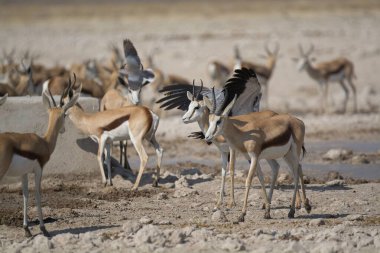 Çölde bir zebra sürüsü.