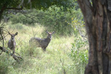 Ormanda bir grup vahşi geyik