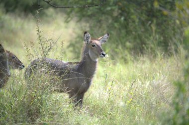 Bir geyiğin çimenlikteki yakın çekimi.