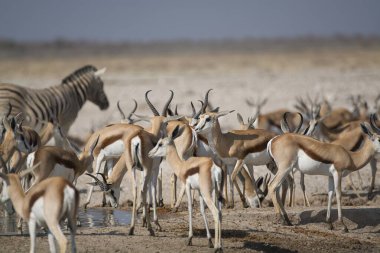 Etoşa Ulusal Parkı 'ndaki toprak yolda yürüyen zebra sürüsü..