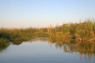 Ağaçların ve bitkilerin arka planında güzel gün batımı