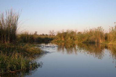 Ormandaki gölün güzel manzarası