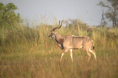 Savanda erkek bir Impala.