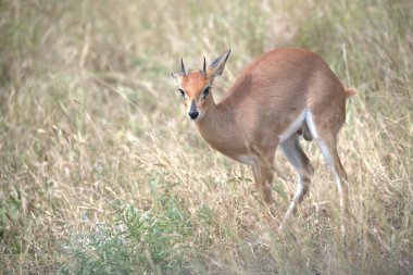 Tarlada bir geyiğin yakın çekimi.
